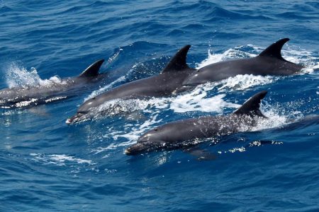 Dolphin Cruise with Snorkeling from Hurghada