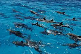 Dolphin Cruise with Snorkeling from Hurghada